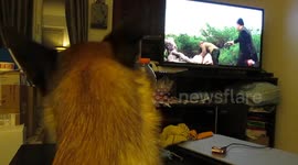 Laïka regarde la télévision