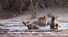 Hyenas cool off and play around in waterhole
