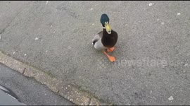Angry duck tries to attack car passengers