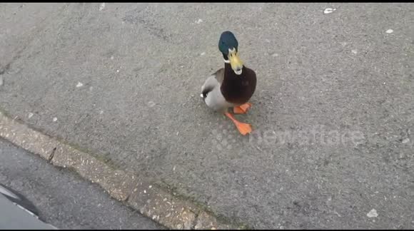 Angry duck tries to attack car passengers
