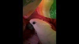 Meet the parrot who sleeps in a bed with its owner