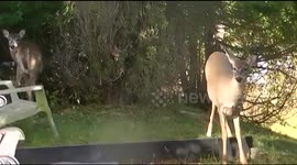 A Family of Friendly Deer