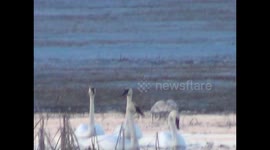 Minnesota Spring (Dozens of Trumpeter Swans)