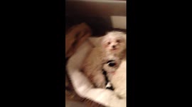 Mommy dog doesn't want me to touch her NEW babies! OUCHY!