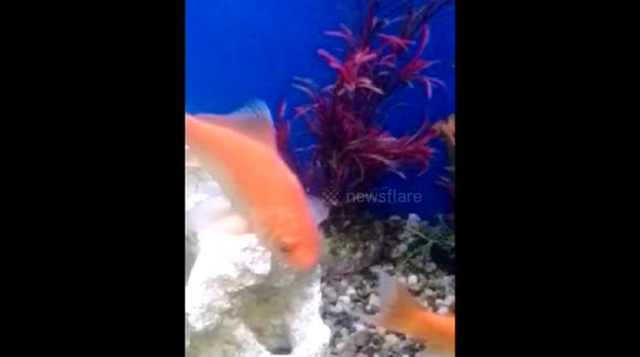 Gold Fish freshwater fish domesticated version 