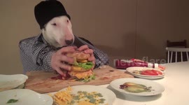 'Hipster bull terrier' demonstrates how to make the perfect burger