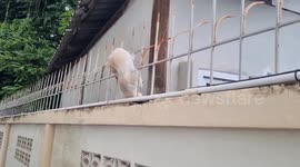 Stray cat impaled on rusty fence spike rescued by villagers in Thailand