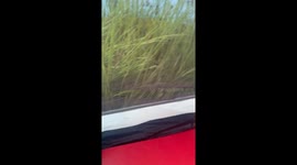 Man opens his tent to find an Elk standing right outside of it *Hilarious Happening*