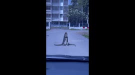 Ignoring oncoming car, monitor lizards wrestle in the middle of road for territory