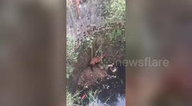 Horse rescued from deep well in central India's Madhya Pradesh