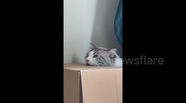 Cat Gnaws at Cardboard Box in Sichuan, China