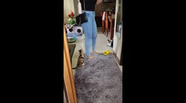 Calico cat climbs up woman's leg to stop her from leaving