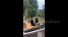Friendly Brown Bear at Chinese Zoo Charms Visitors with Waving Gestures