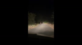 Deer Suddenly Turns And Charges Car