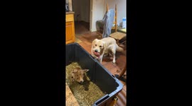 Golden Retriever Shares Toy With Zebu Calf