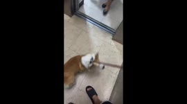 Good-mannered Corgi Agilely Lies Down to Make Way for Elevator Passengers