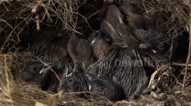 Newly hatched baby birds are waiting to be fed.