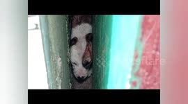 Puppy trapped between two houses  rescued after a 12-hour fight with the help of the fire department.