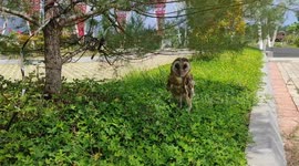 An owl avoids the hot sun because it is not used to living during the day.