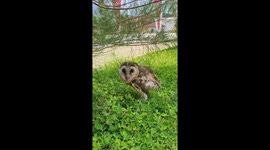 An owl avoids the hot sun because it is not used to living during the day.
