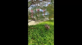 An owl avoids the hot sun because it is not used to living during the day.