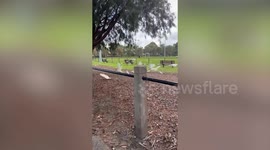 Hundreds of cockatoos descend on field in Australia