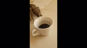 temp