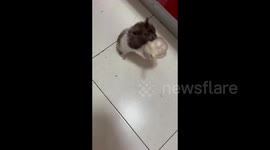 Syrian Hamster Tries to Bite a Garlic in Shandong, China