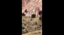 Bighorn sheep head-butting duel: A thrilling display of dominance and strength  due to fighting over an ewe