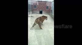 动物园回应老虎没尾巴走路打晃：生病了 想看就过来不想看就别来