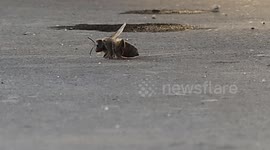 Been Slowly dying after losing its stingray