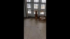 Cat hilariously jammed in guardrails following hearty feast at university dorm