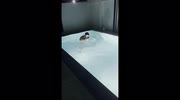 temp