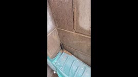 Rescued Salamanders Hit Undo