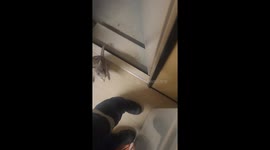 Friendly Bettong Comes For a Visit