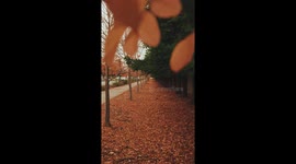 orange fall at california tree and street with cars passing through