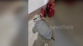 Drunken dog snores after eating fruit being brewed for wine in China