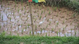 white storks looking for food in the rice fields looking embarrassed