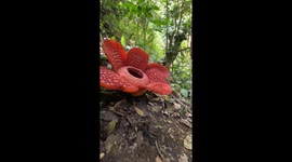 #4 Lucky French tourist found 2 rare corpse flowers in Indonesia rainforest