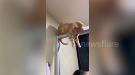 Tabby cat lies in awkward position over shower