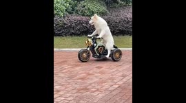 Intelligent border collie shows off tricycle riding skills