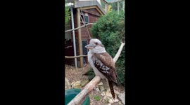 An Extremely Up Close & Personal With The Stunning Kookaburra!