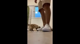 He Let The Cat Out Of The Bag