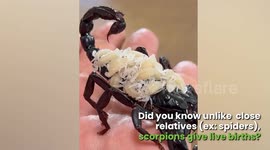Wild Scorpion Facts