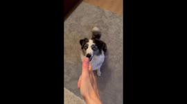 Dramatic Acting During Dog Training Trick