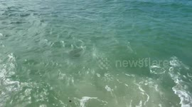 Sea Turtle coming up for air in high tide