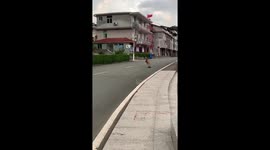 Pet German shepherd dog cruises down suburban street on skateboard