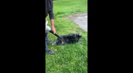 Coat Dried Off With Leaf Blower