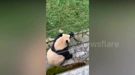 Black and white photography: Giant panda picks up tourist’s camera that fell into its enclosure