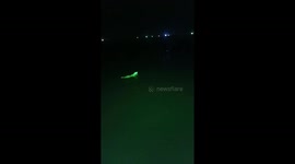 They're fluo-rex-cent! Dogs glow radioactive green from ship light
